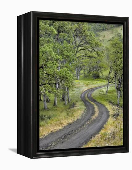 Oregon, Columbia River Gorge. Road Lined with Oak Trees-Steve Terrill-Framed Premier Image Canvas