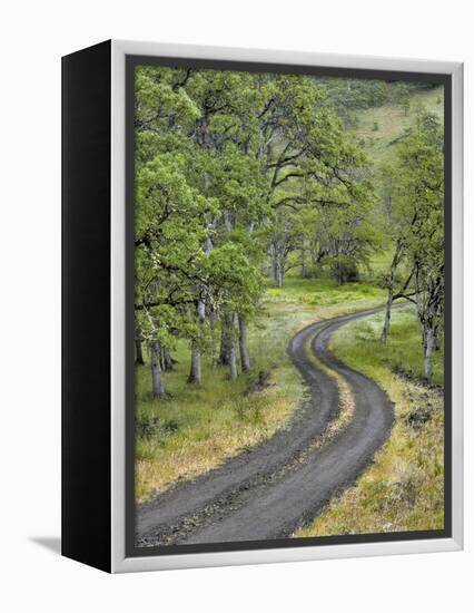 Oregon, Columbia River Gorge. Road Lined with Oak Trees-Steve Terrill-Framed Premier Image Canvas