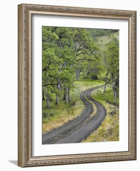 Oregon, Columbia River Gorge. Road Lined with Oak Trees-Steve Terrill-Framed Photographic Print