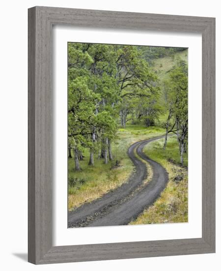 Oregon, Columbia River Gorge. Road Lined with Oak Trees-Steve Terrill-Framed Photographic Print