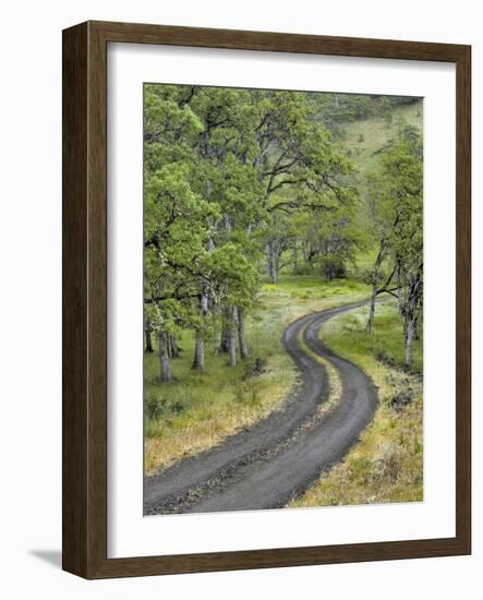 Oregon, Columbia River Gorge. Road Lined with Oak Trees-Steve Terrill-Framed Photographic Print