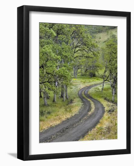 Oregon, Columbia River Gorge. Road Lined with Oak Trees-Steve Terrill-Framed Photographic Print