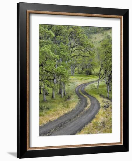 Oregon, Columbia River Gorge. Road Lined with Oak Trees-Steve Terrill-Framed Photographic Print