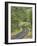 Oregon, Columbia River Gorge. Road Lined with Oak Trees-Steve Terrill-Framed Photographic Print
