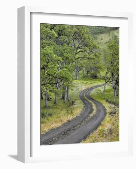 Oregon, Columbia River Gorge. Road Lined with Oak Trees-Steve Terrill-Framed Photographic Print