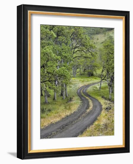 Oregon, Columbia River Gorge. Road Lined with Oak Trees-Steve Terrill-Framed Photographic Print