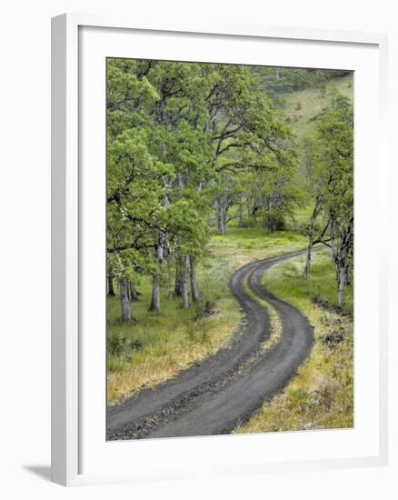 Oregon, Columbia River Gorge. Road Lined with Oak Trees-Steve Terrill-Framed Photographic Print