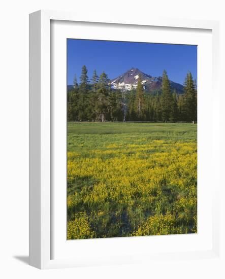 Oregon. Deschutes NF, Broken Top rises above coniferous forest and meadow of subalpine buttercup.-John Barger-Framed Photographic Print