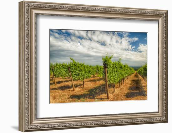 Oregon, Dundee. Vineyard in Dundee Hills-Richard Duval-Framed Photographic Print