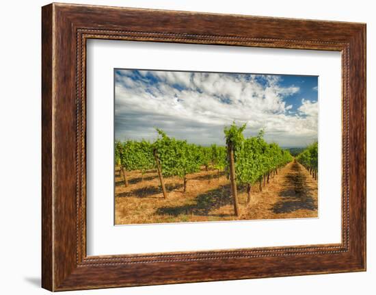 Oregon, Dundee. Vineyard in Dundee Hills-Richard Duval-Framed Photographic Print