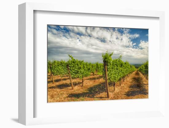 Oregon, Dundee. Vineyard in Dundee Hills-Richard Duval-Framed Photographic Print