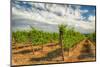 Oregon, Dundee. Vineyard in Dundee Hills-Richard Duval-Mounted Photographic Print