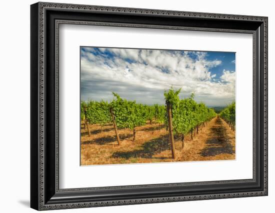 Oregon, Dundee. Vineyard in Dundee Hills-Richard Duval-Framed Photographic Print