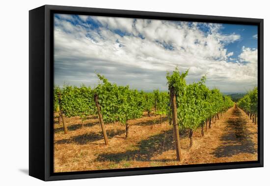 Oregon, Dundee. Vineyard in Dundee Hills-Richard Duval-Framed Premier Image Canvas