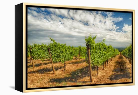 Oregon, Dundee. Vineyard in Dundee Hills-Richard Duval-Framed Premier Image Canvas