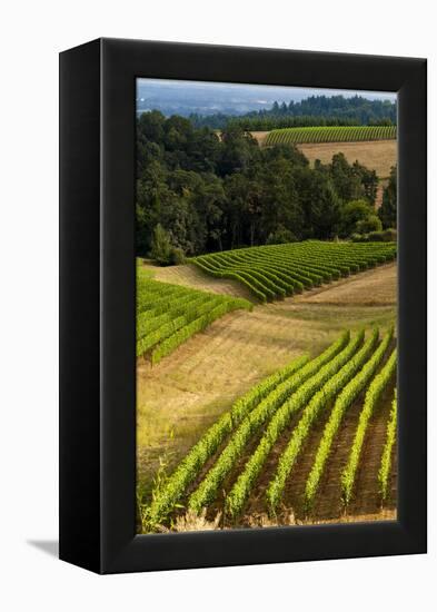 Oregon, Dundee. Vineyard in Dundee Hills-Richard Duval-Framed Premier Image Canvas