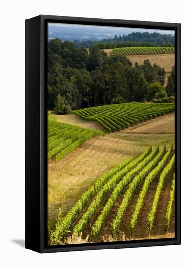 Oregon, Dundee. Vineyard in Dundee Hills-Richard Duval-Framed Premier Image Canvas