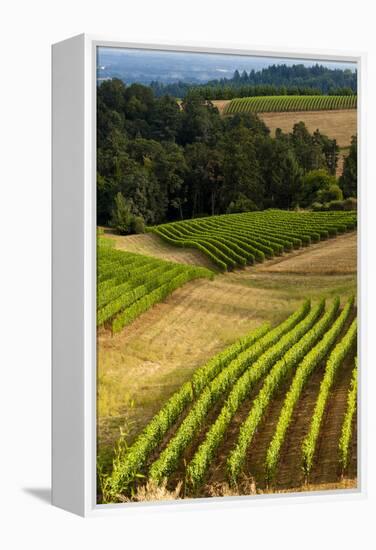 Oregon, Dundee. Vineyard in Dundee Hills-Richard Duval-Framed Premier Image Canvas