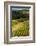 Oregon, Dundee. Vineyard in Dundee Hills-Richard Duval-Framed Photographic Print