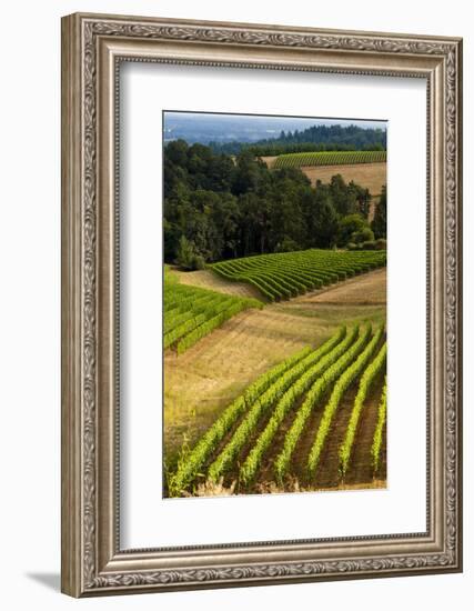 Oregon, Dundee. Vineyard in Dundee Hills-Richard Duval-Framed Photographic Print