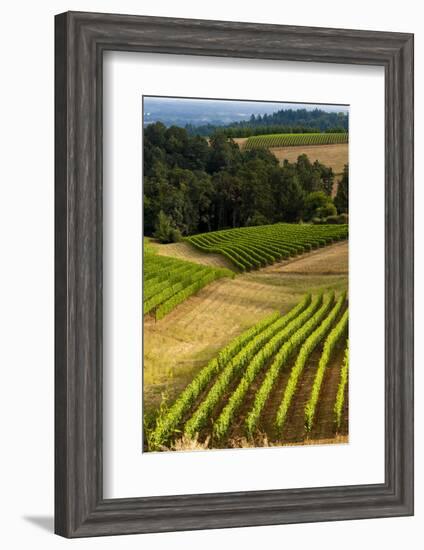 Oregon, Dundee. Vineyard in Dundee Hills-Richard Duval-Framed Photographic Print