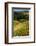 Oregon, Dundee. Vineyard in Dundee Hills-Richard Duval-Framed Photographic Print