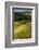 Oregon, Dundee. Vineyard in Dundee Hills-Richard Duval-Framed Photographic Print