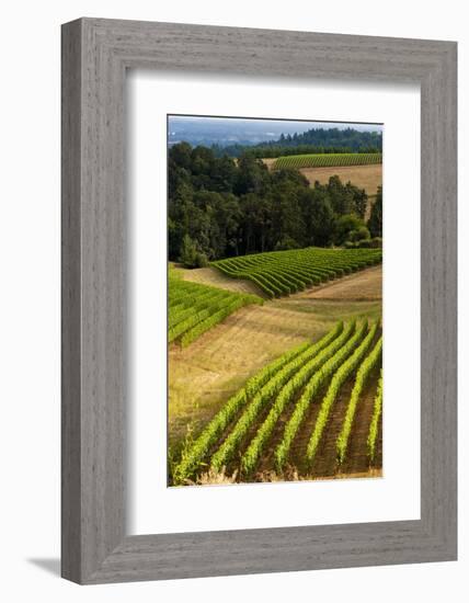 Oregon, Dundee. Vineyard in Dundee Hills-Richard Duval-Framed Photographic Print