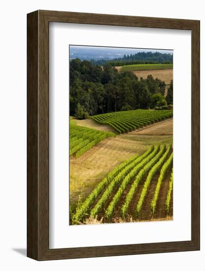 Oregon, Dundee. Vineyard in Dundee Hills-Richard Duval-Framed Photographic Print