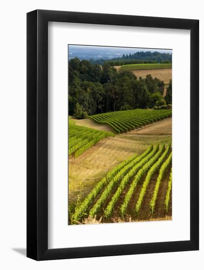 Oregon, Dundee. Vineyard in Dundee Hills-Richard Duval-Framed Photographic Print