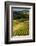 Oregon, Dundee. Vineyard in Dundee Hills-Richard Duval-Framed Photographic Print