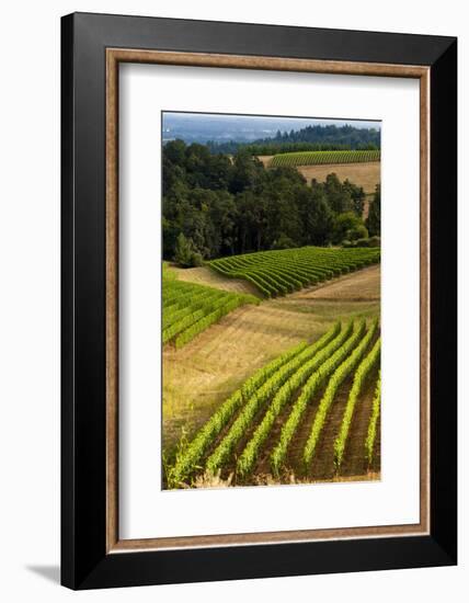 Oregon, Dundee. Vineyard in Dundee Hills-Richard Duval-Framed Photographic Print