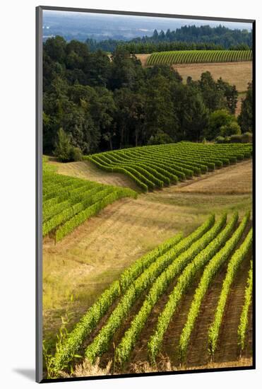 Oregon, Dundee. Vineyard in Dundee Hills-Richard Duval-Mounted Photographic Print
