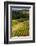 Oregon, Dundee. Vineyard in Dundee Hills-Richard Duval-Framed Photographic Print