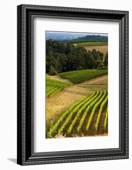 Oregon, Dundee. Vineyard in Dundee Hills-Richard Duval-Framed Photographic Print