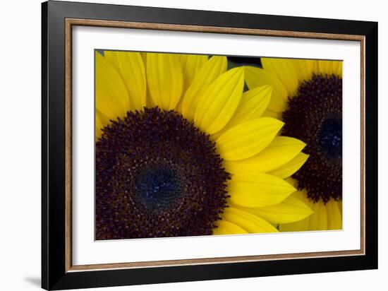 Oregon. Dune Sunflowers, Close-Up Detail-Jaynes Gallery-Framed Photographic Print