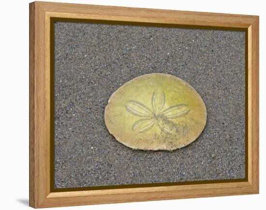 Oregon, Ecola State Park, Indian Beach. Sand dollar-Jamie and Judy Wild-Framed Premier Image Canvas