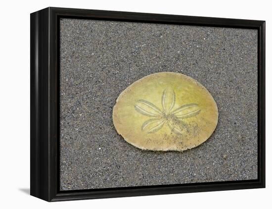 Oregon, Ecola State Park, Indian Beach. Sand dollar-Jamie and Judy Wild-Framed Premier Image Canvas