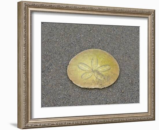 Oregon, Ecola State Park, Indian Beach. Sand dollar-Jamie and Judy Wild-Framed Photographic Print