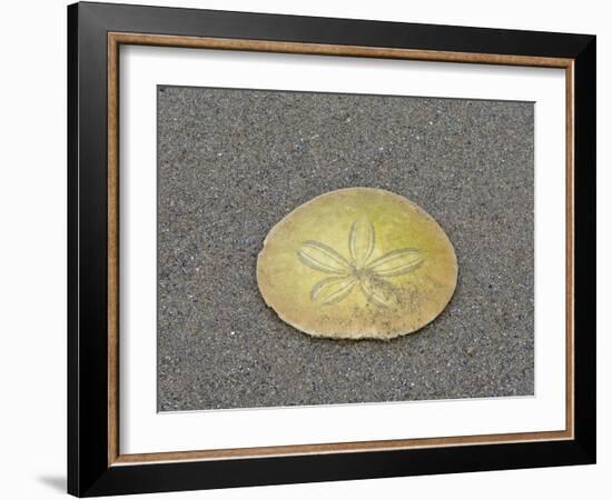 Oregon, Ecola State Park, Indian Beach. Sand dollar-Jamie and Judy Wild-Framed Photographic Print