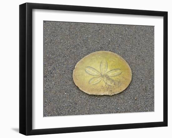 Oregon, Ecola State Park, Indian Beach. Sand dollar-Jamie and Judy Wild-Framed Photographic Print