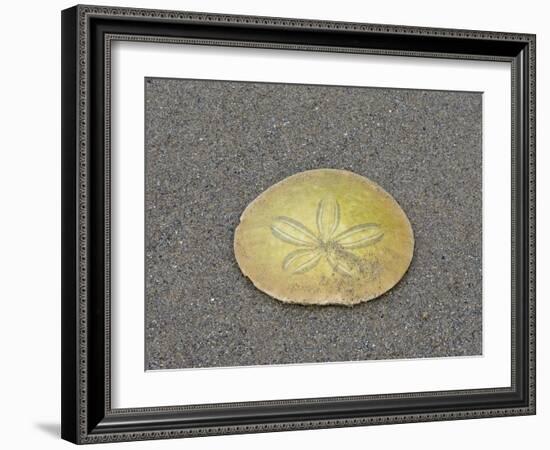 Oregon, Ecola State Park, Indian Beach. Sand dollar-Jamie and Judy Wild-Framed Photographic Print