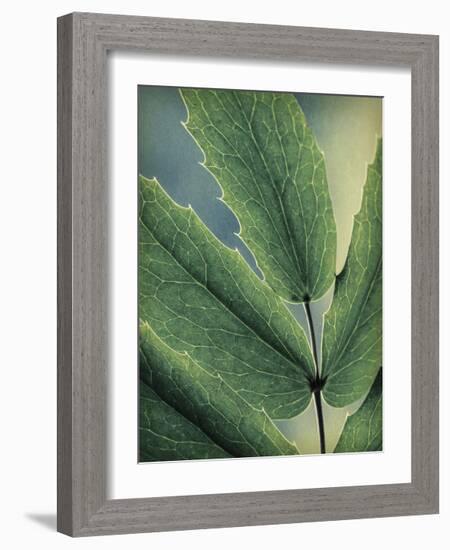 Oregon Grapeleaf Close Up-Don Paulson-Framed Giclee Print