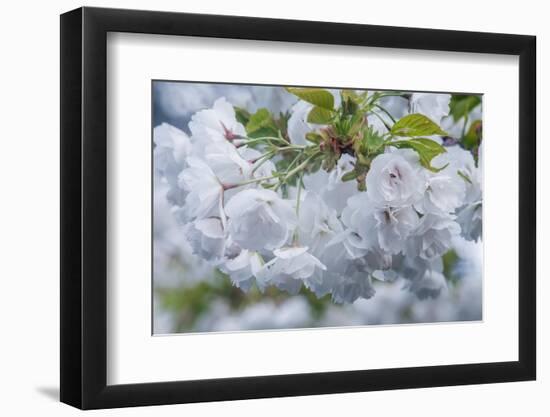 Oregon, Hood River. Cherry blossoms-Rob Tilley-Framed Photographic Print