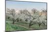 Oregon, Hood River. Cherry orchard and Mt. Hood-Rob Tilley-Mounted Photographic Print
