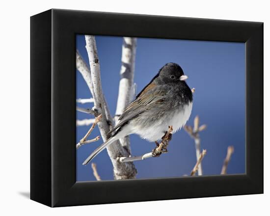 Oregon Junco, a Dark-Eyed Junco (Junco Hyemalis), Roxborough State Park, Colorado-null-Framed Premier Image Canvas