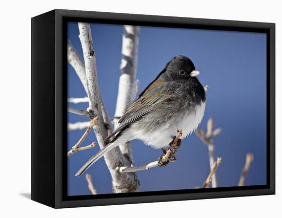 Oregon Junco, a Dark-Eyed Junco (Junco Hyemalis), Roxborough State Park, Colorado-null-Framed Premier Image Canvas