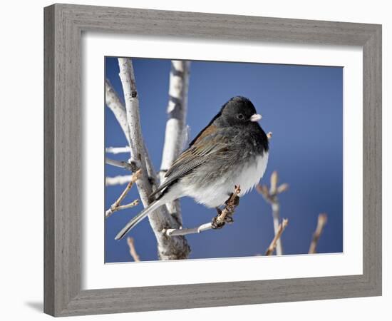 Oregon Junco, a Dark-Eyed Junco (Junco Hyemalis), Roxborough State Park, Colorado-null-Framed Photographic Print