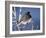 Oregon Junco, a Dark-Eyed Junco (Junco Hyemalis), Roxborough State Park, Colorado-null-Framed Photographic Print