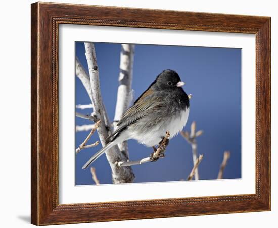 Oregon Junco, a Dark-Eyed Junco (Junco Hyemalis), Roxborough State Park, Colorado-null-Framed Photographic Print